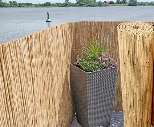Bambus-Discount Niedrige Schilfrohrmatte Beach 80 x 600cm als Balkon Sichtschutz - Schilfmatte Premium 0,8 x 6m Made in EU
