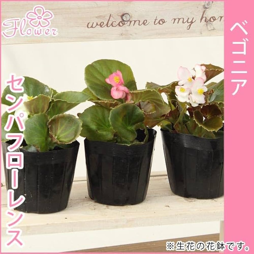 かずやです♪2点セット！オーガスタ　木立ベゴニア6鉢　苗　苗木　そよ風 かずや様専用です♪2点セット！オーガスタ 木立ベゴニア6鉢 苗