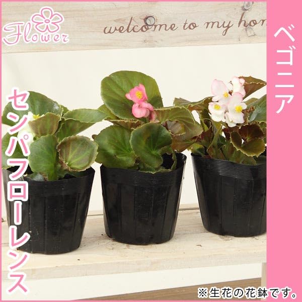 Amazon.co.jp: ベゴニア 苗 3号 花苗 24苗セット 花色おまかせ苗※花色