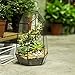 NCYP Geometric Glass Terrarium Planter for Succulent, Small Cacti, Black Irregular Opened Container Pot, Indoor Home Garden Office Tabletop Decor, 6.5