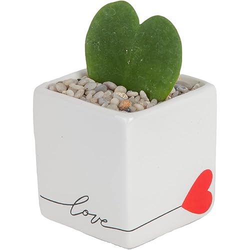 Costa Farms Hoya Heart Live Plant, Succulent-Like Houseplant in Cute Love Decor Plant Pot, Potting Soil, Live Plants Room Decor,Gift For Mom, Birthday, Housewarming, Tabletop Size, 5-Inches Tall