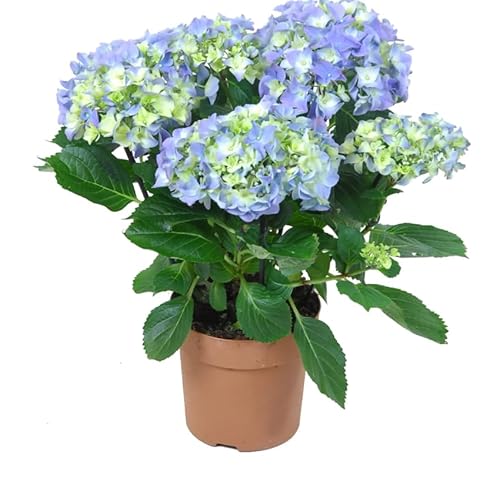 Planta Natural de Hortensia Azul – Blue Hydrangea Viva Para Exterior o Interior Iluminado