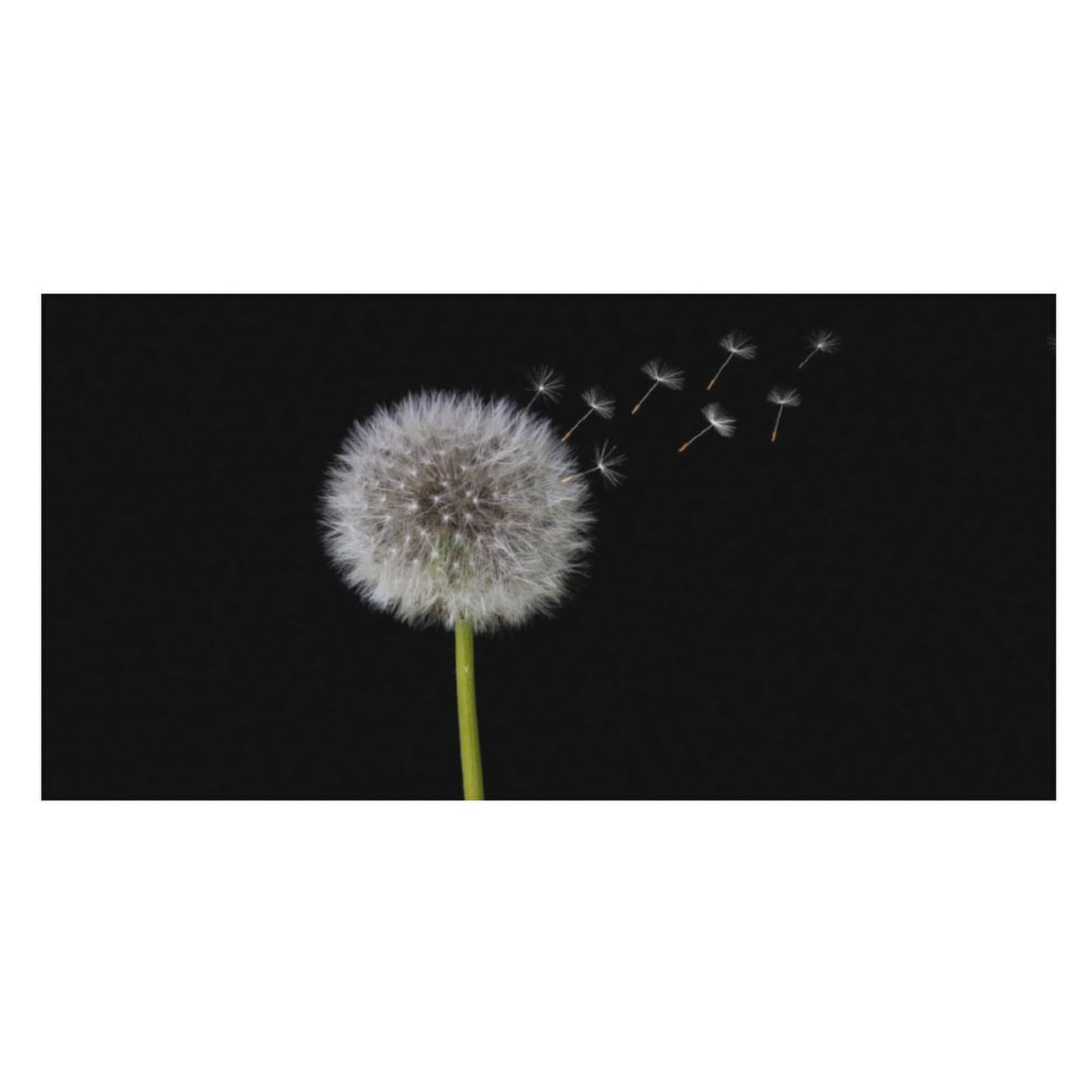 LWORZIIB Beach Towel, Dandelion Seeds Bath Towel, Pool Towel Great for Gym Swimming 80 X 160cm