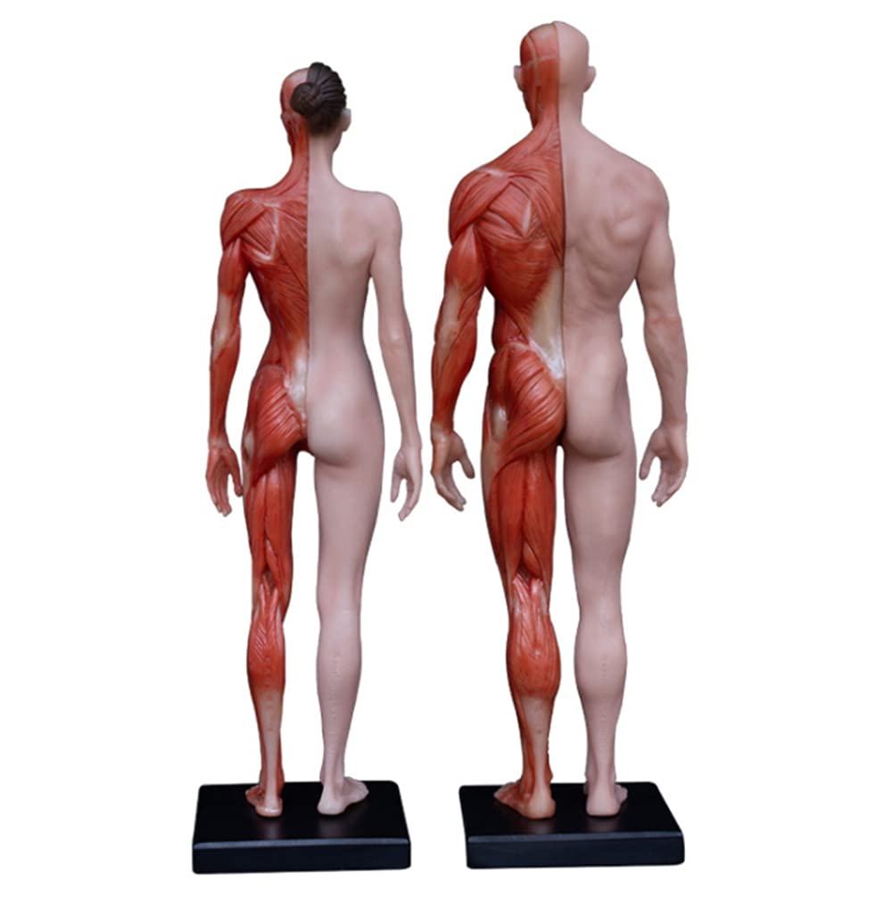 Modèle d'anatomie musculo-squelettique Humaine, Figure Anatomique Masculine et féminine, modèle de référence d'anatomie osseuse Humaine pour étude de Dessin d'artiste médical
