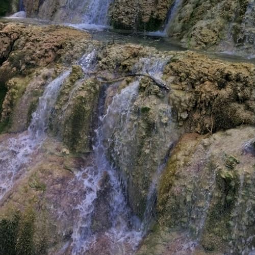 Escribano Palustre - Pantanos - 29/12/25