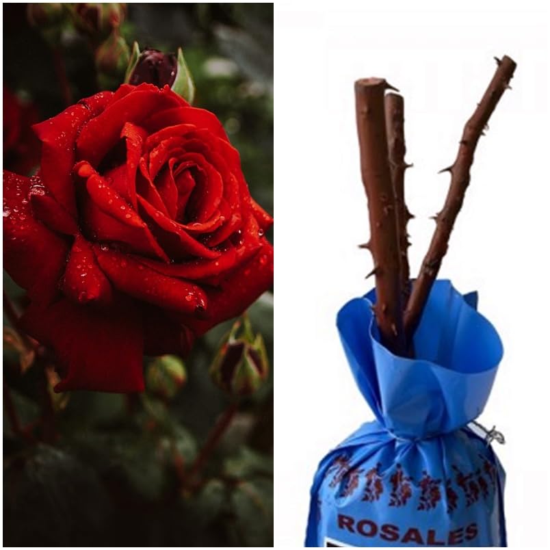 Planta natural Rosal de Flor Rojo Chrisler Imperial, 30-40 cm. Flores muy aromaticas. Atrae polinizadores, decora el jardín y mejora el bienestar emocional. Segura Garden