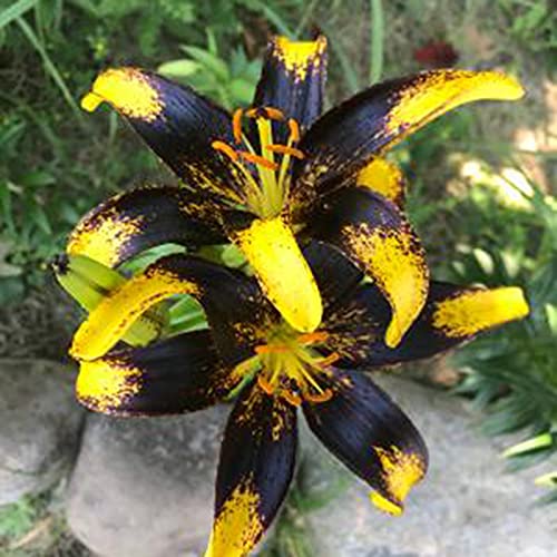 Lelie zaden, 100 Stks/zak Lelie Bollen Non-GMO Sierplanten Gemengde Kleur Bloemblaadje Office Desktop Bloemzaden voor… - Afbeelding 7