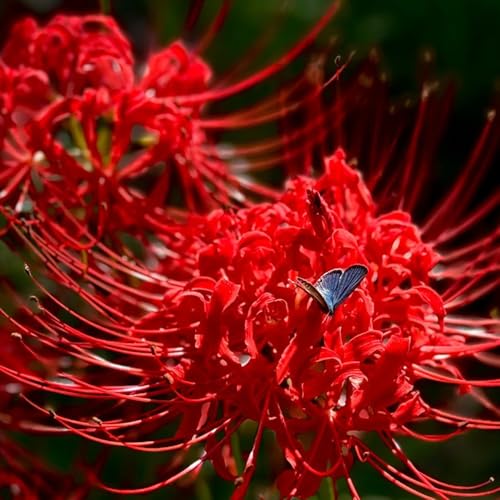 bulbi di giglio ragno, bulbi di sangue, perenni resistenti precoci rare resistenti all'esterno vecchie varietà copertura del terreno da balcone 4pcs
