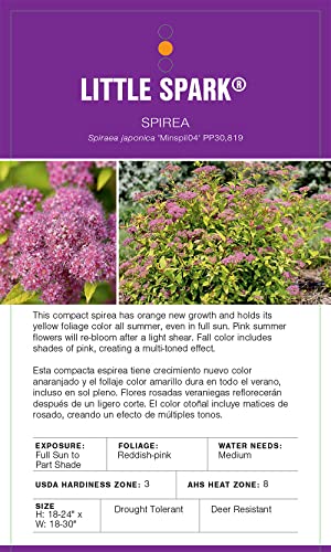 2G First Editions Spirea Little Spark #TOP4