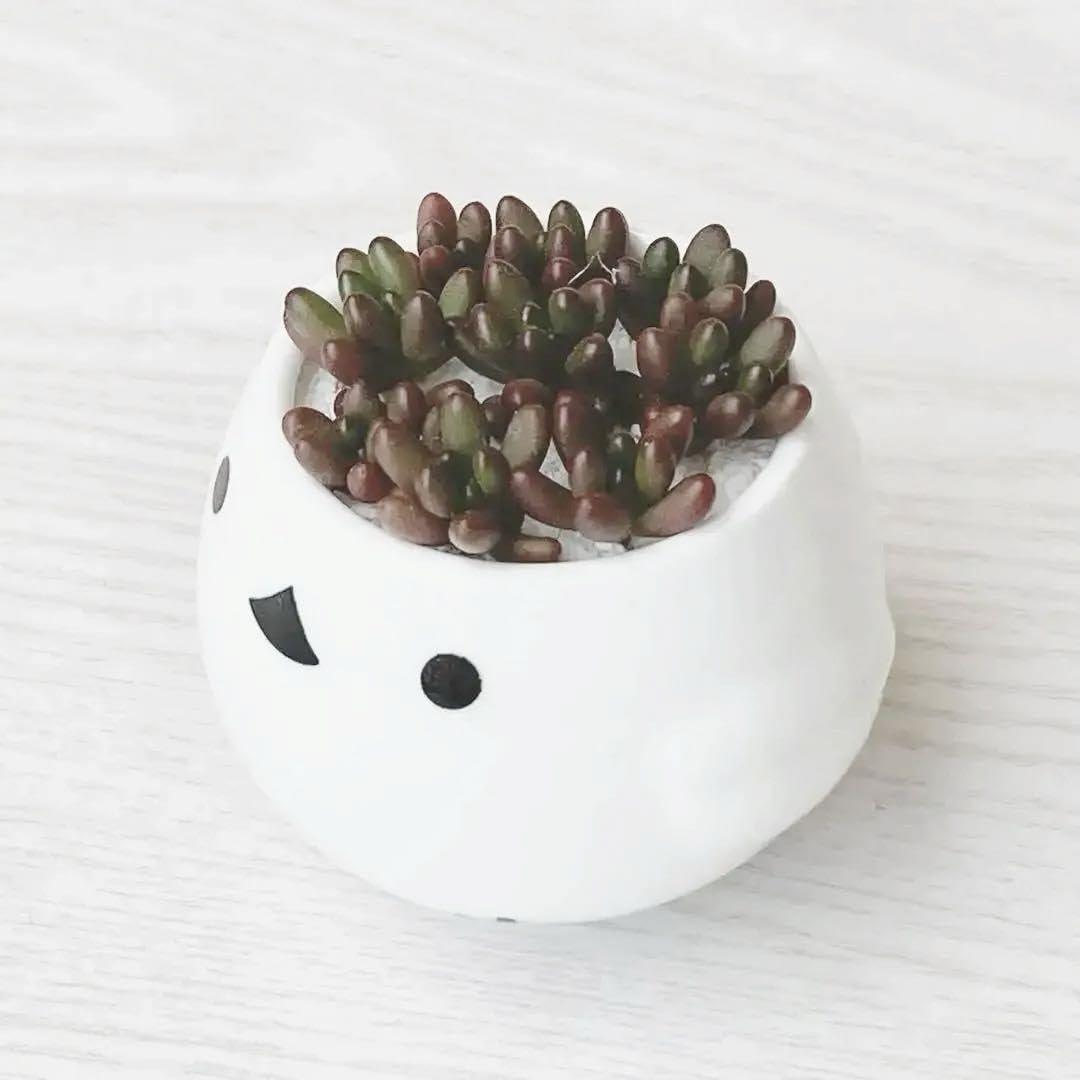 Amazon.co.jp: シマエナガ 虹の玉 寄せ植えセット 多肉植物 鉢