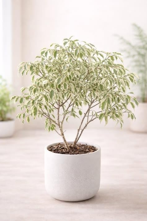 Variegated Ficus Benjamina Live Indoor Plant in White Pot ac4 | Weeping Fig Tree, Green & White Leaves, Indoor Air Purifier, Decorative Planter, Low Maintenance-image-9