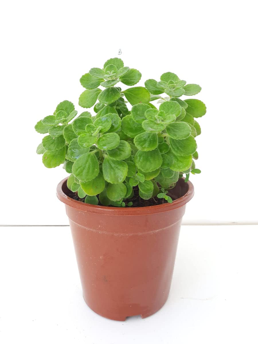 Go4plants Ajwain Medican Plant Pot with pot