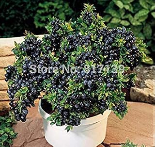 Vista Garden 10 Seeds Blue Berry Vaccinium Myrtillus Northern Highbush Blueberry Bush Vaccinium Corymbosum Fruit Seeds