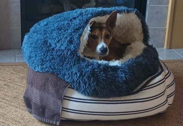 Pet Cave Beds for Dogs​, Cozy Cave Cat Bed​ photo review