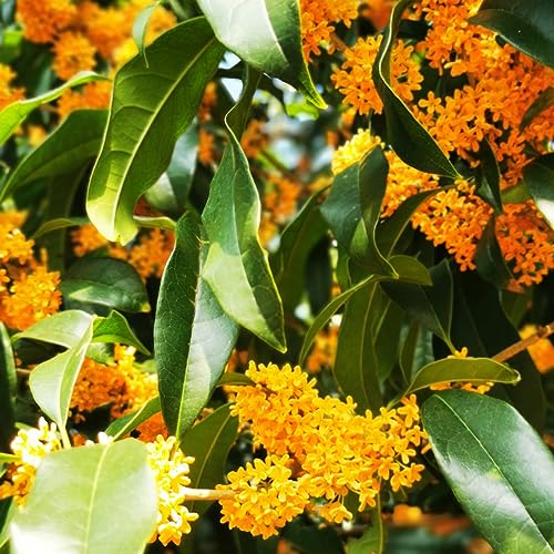 semi di alloro resistenti - giardino roccioso balcone decorative biologici vecchie varietà 8pcs