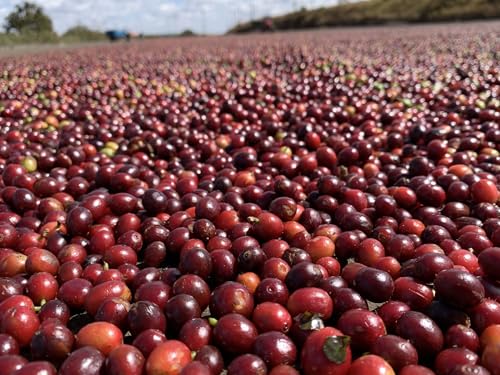 Image of Brazil Unroasted Specialty Green Coffee Beans - Single Origin 100% Arabica - Bulk Wholesale Pricing (33 Pound Bag /15kg)