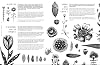 Beyond Botanical: A Guide to Drawing Plants in Nature #5
