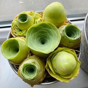 Generic Sukkulenten Samen Mix 50pcs