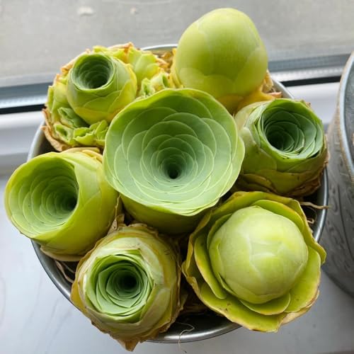 Generic Sukkulenten Samen Mix 50pcs