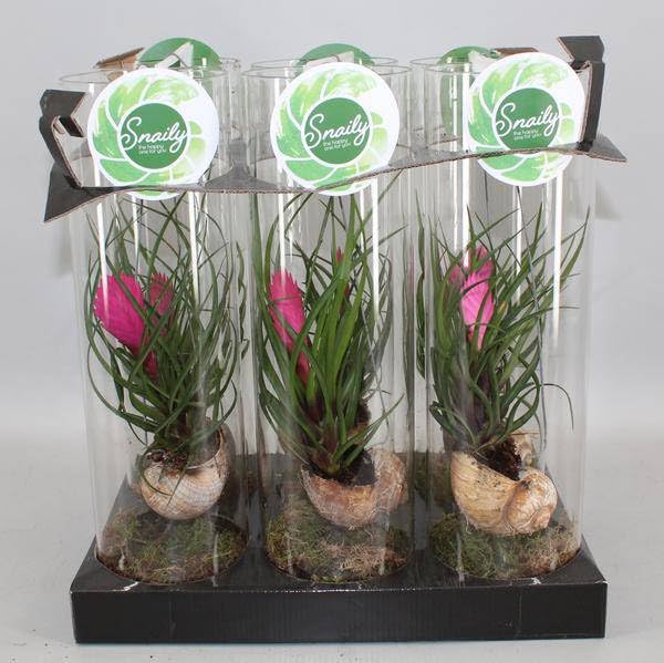 Tillandsie blu – Tillandsia cyanea – Pianta d'appartamento – Ø 11 cm – altezza circa 38 cm – esotica e facile da pulire – con fiore viola – per davanzale, ufficio e bagno