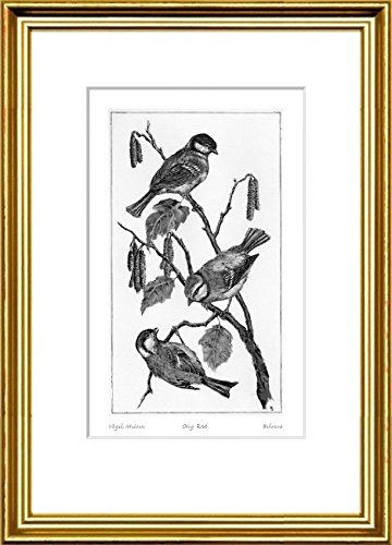 Single-colored hand-crafted etching Vögel, Meisen (Germany) by Behrens in a gold-channeling frame behind a mount, graphics, art design, art print