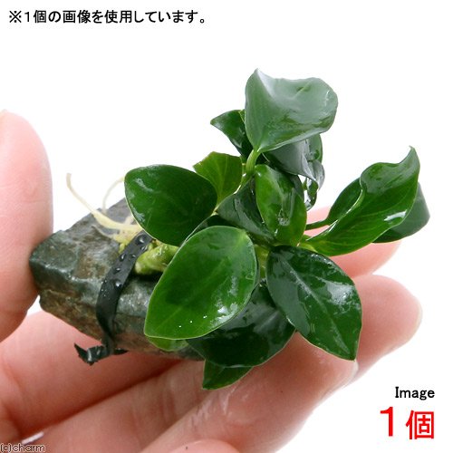 Amazon.co.jp: （水草）☆活着済☆ アヌビアスナナ プチ 風山石小粒