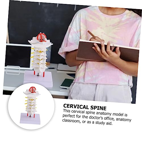 Modèle colonne cervicale humaine flexible support étude médicale - 3