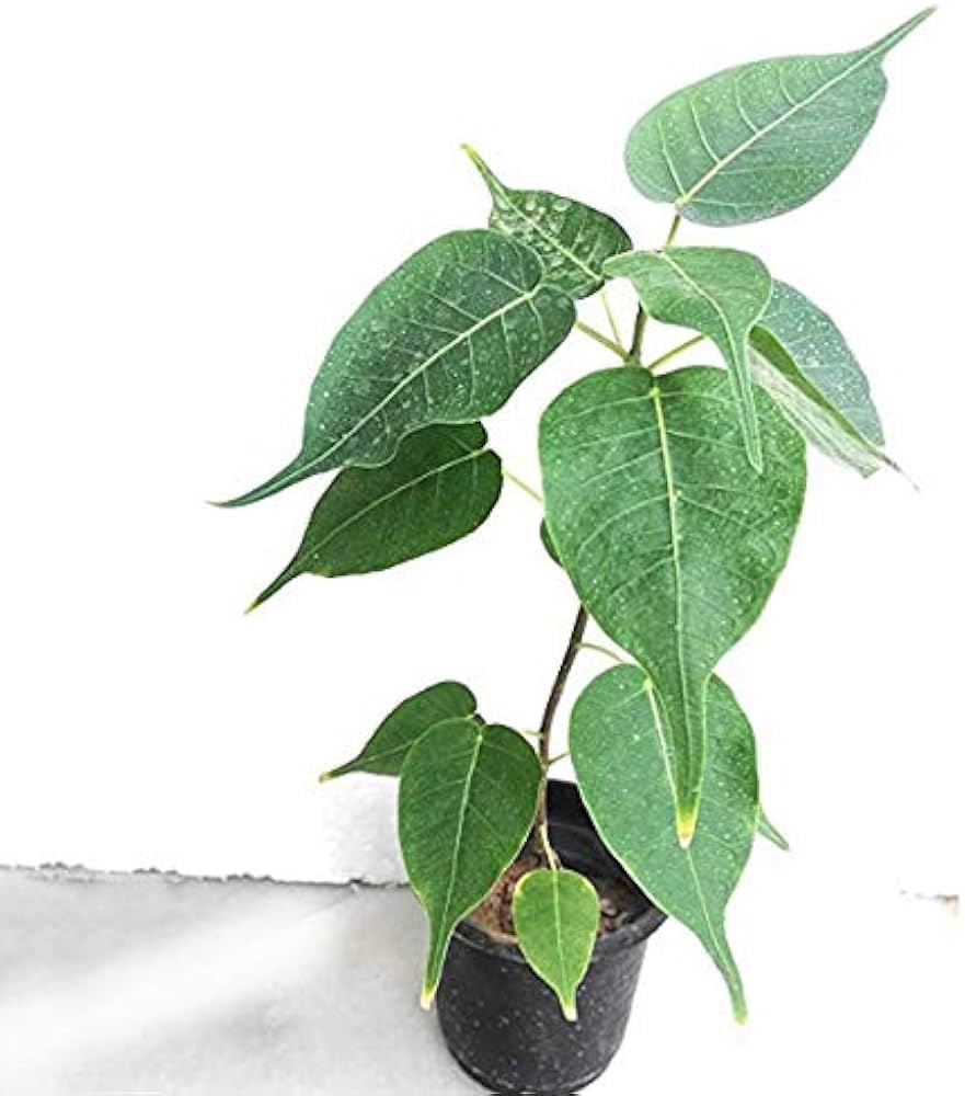 Eco Bloom - Live Peepal/Ficus religiosa Pre Bonsai (Use Plant For Pooja) Air Purifier Plant with Black plastic Pot-image-10