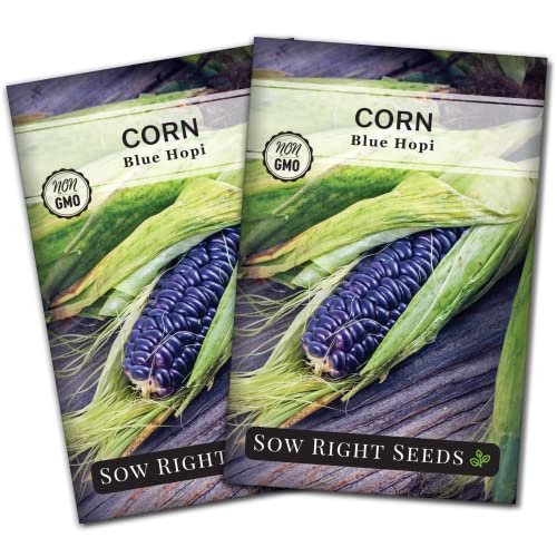 Sow Right Seeds - Blue Hopi Corn Seed for Planting - Non-GMO Heirloom Packet with Instructions to Plant and Grow an Outdoor Home Vegetable Garden - Great for Blue Corn Flour Cooking (2)