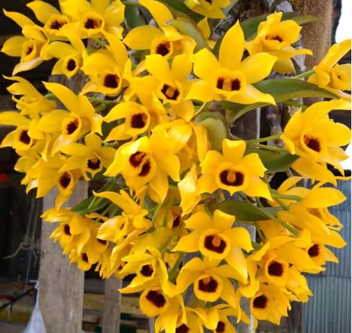 Exotic & beautiful blooming sized dendrobium ochreatum-image-40