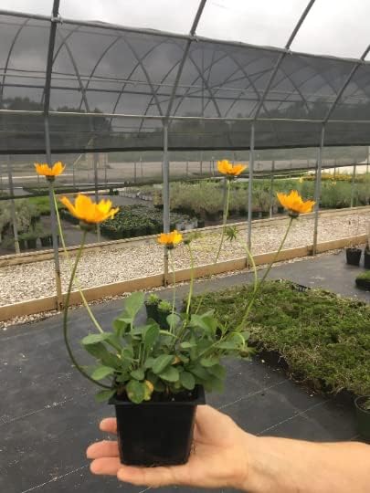 Coreopsis Nana in 4 inch pots. Nicely Rooted (3)