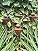 Rusty Metal Flower Garden Stakes - Set of 6 - Rustic Outdoor Decor, Bee Water Station