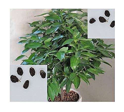 Pcs - 10x Elettaria Cardamomum Green Cardamom Herb Plants - Seeds ID99 & Plants Shop by Ipsa