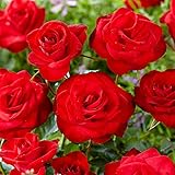 rosen pflanzen abstand ROSENGEWÄCHSE - Die Kletterrose 