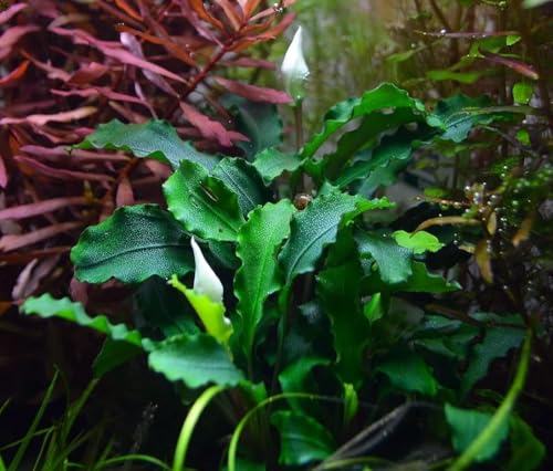 WASSERPFLANZEN WOLFF – Bucephalandra 'Wavy Green' | Seltene Aufsitzerpflanze im Topf | Kompakte, gewellte Blätter | barschfeste Aquariumpflanze für Wurzeln & Steine | Aquascaping