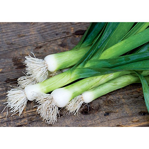 Suttons Leek Seeds - Chefs White - 120 Seeds