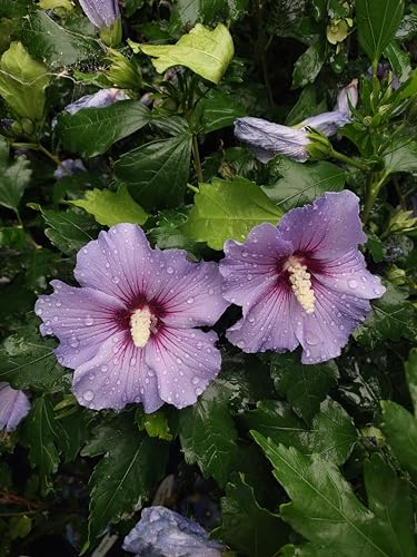 blauer Gartenhibiskus Oiseau Blue 40-60 cm sommerblühen