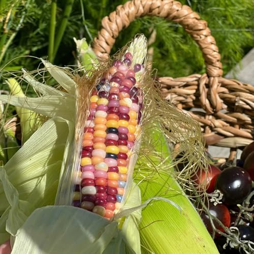 semillas de maíz arcoiris - maíz arcoiris - resistentes para el jardín, viejas de jardín de rocas resistentes, 30pcs