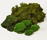 Prefleur Large Natural Green Decorative Moss Reindeer Vase & Bowl Filler|Preserved Leaves, Ferns, Dried Plant Christmas Wedding Party Decor(Christmas-1)