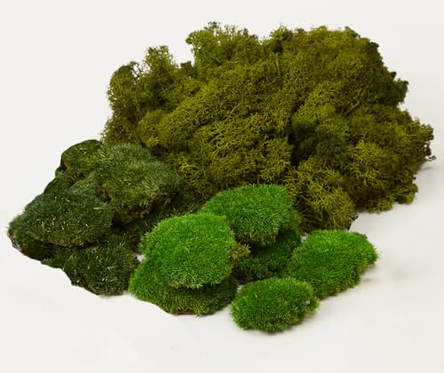 Prefleur Large Natural Green Decorative Moss Reindeer Vase & Bowl Filler|Preserved Leaves, Ferns, Dried Plant Christmas Wedding Party Decor(Christmas-1) by prefleur - Used condition - US$13.50