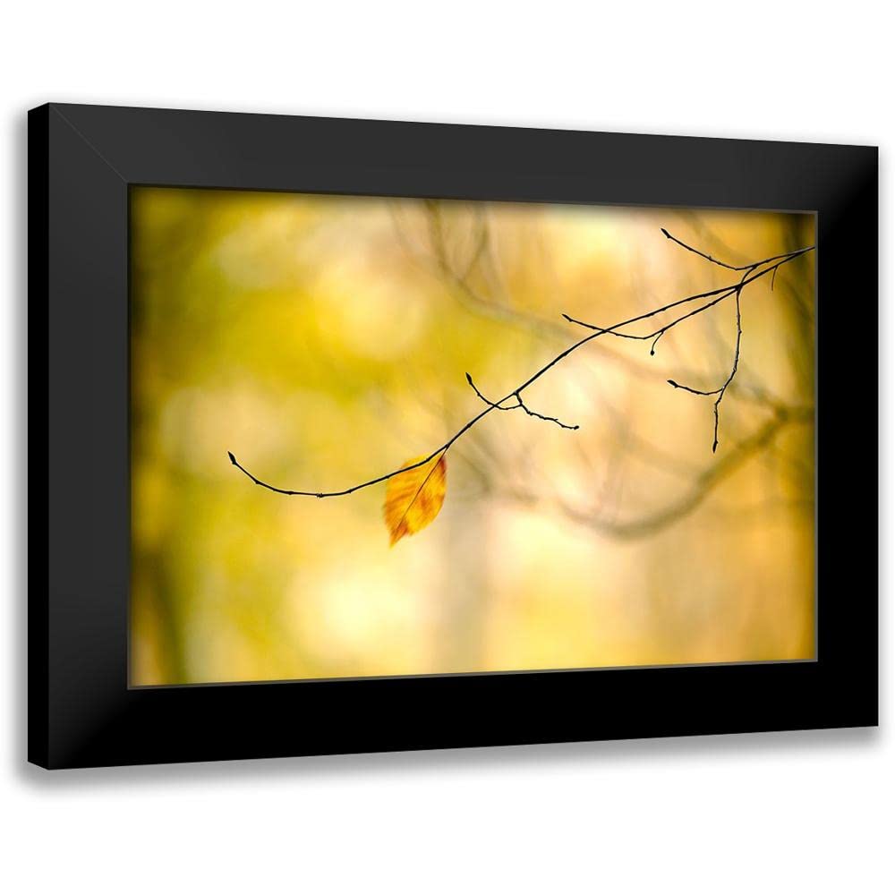 ArtDirect - McLoughlin, James 18x13 Black Modern Framed Art Print Titled: Forest Run I