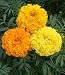 Marigold Cracker Jack BULK 8,000 Seeds Nice Garden Flower