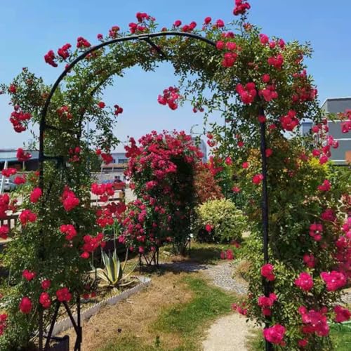 Arche de jardin en métal anti-rouille pour fixer plantes grimpantes