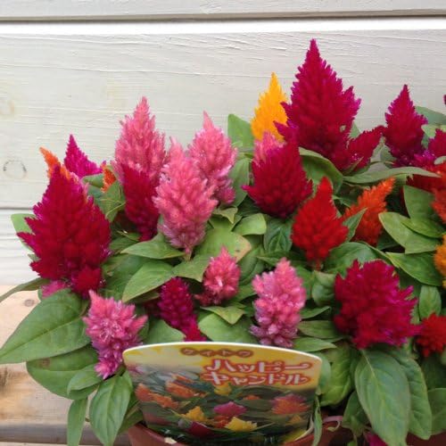 Amazon 花苗 ケイトウ 鶏頭 ハッピーキャンドル 2個セット 花