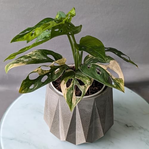 Image of Little Jungle X CuteCrete Sage Concrete Planter For 3 inch - 4 inch Pots (Grey) | | flower pots for home decoration | Balcony Decor | Garden