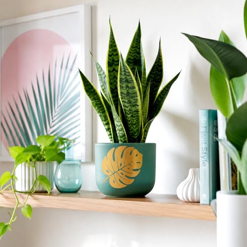 Image of Urban Plant Monstera Muse Handcrafted Terracotta Planter | Monstera Leaf Design | Indoor Clay Pot for Living Room | Artisan Decorative Flower Pot | Drainage Hole | 4.5 Inch