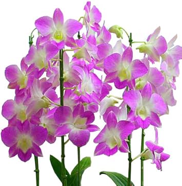 Amazon Co Jp 花 デンファレ ピンク系 7号5本立て鉢植え 観葉植物 ホーム キッチン