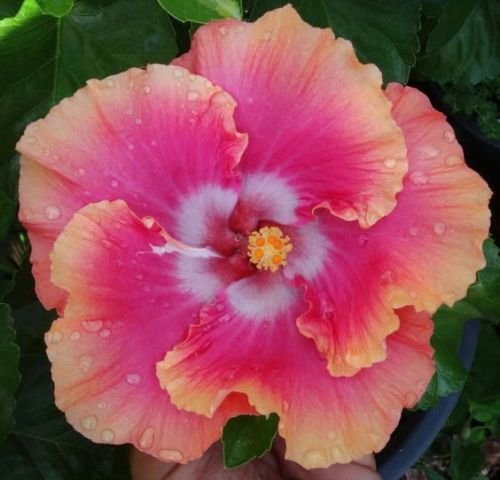 10 Rare Pink Orange Hibiscus Seeds Giant Dinner Plate Flower Exotic Garden Hardy