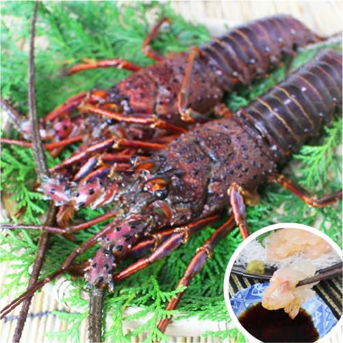 法螺貝　ホラ貝　新鮮なホラ貝　特大サイズ　42cm 1.4キロ以上 楽天市場】【法螺貝】ほら貝 特大 41センチ : 三島屋楽器