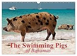 The Swimming Pigs of Bahamas (Wall Calendar 2023 DIN A3 Landscape) - Elisabeth Stanzer 
